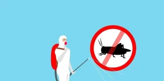 How to Identify a German Cockroach: Signs and Symptoms